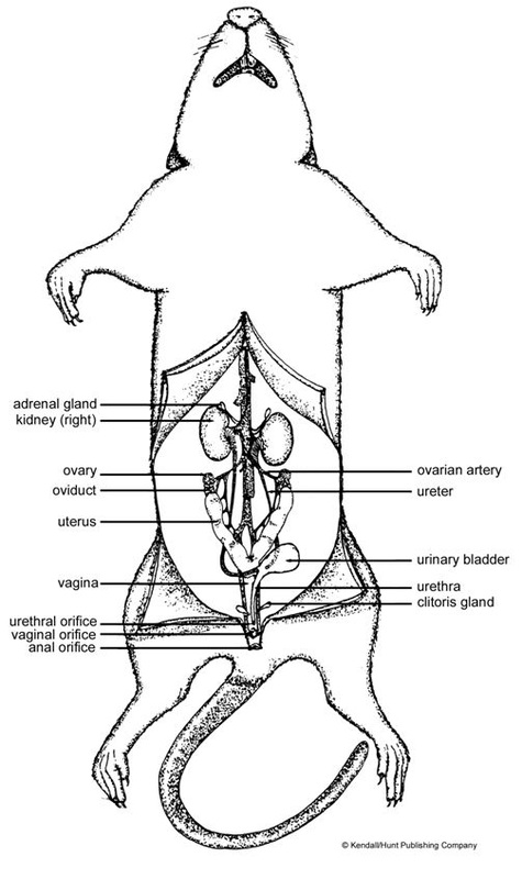 Urogenital system - Group 4 Rat Dissection Website